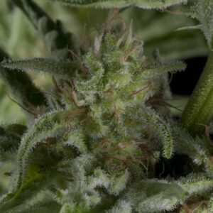 Wendy Auto X Trikoma Seeds Semillas Del Huaso