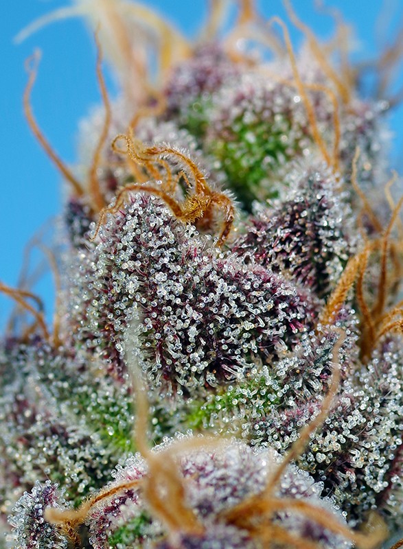 Strawberry Cola Sherbet Fast Version 3 1 Sweet Seeds Semillas Del