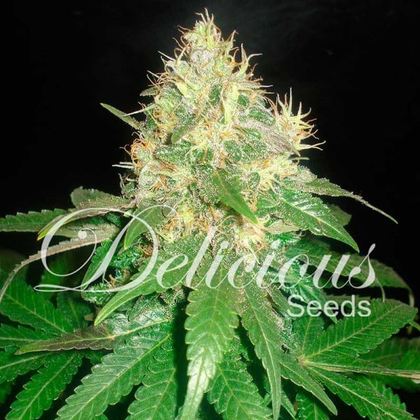 Northern Lights Blue (x1) Delicious Seeds
