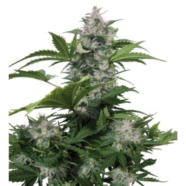 White Dwarf (x1)