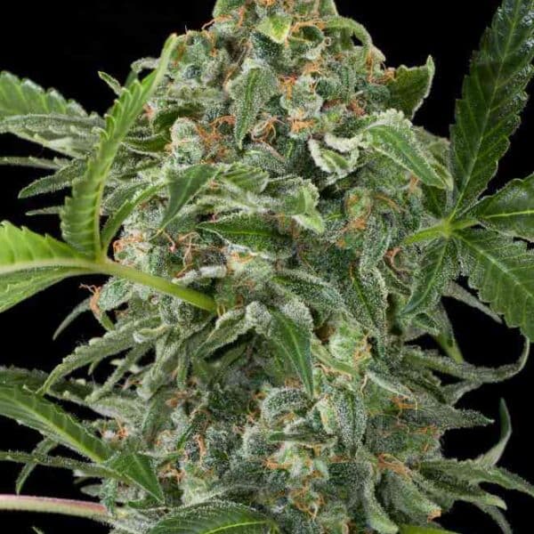 White Cheese Auto (x1)
