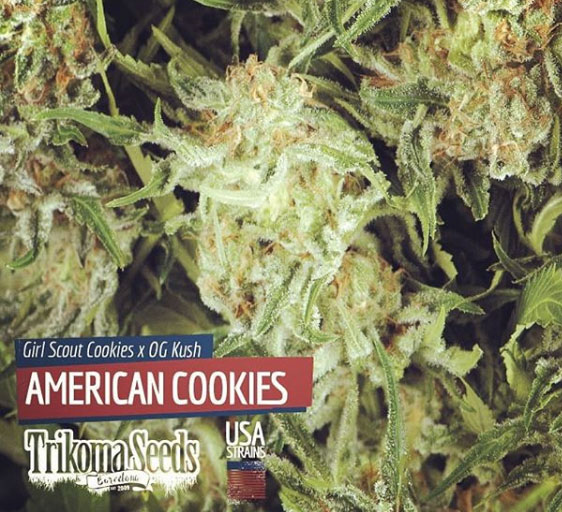 American Cookies (X5) Trikoma seeds