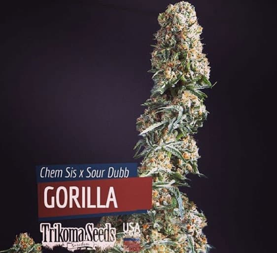 Gorilla (X5) Trikoma Seeds