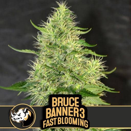 Bruce Banner Fast Bloom (x3)