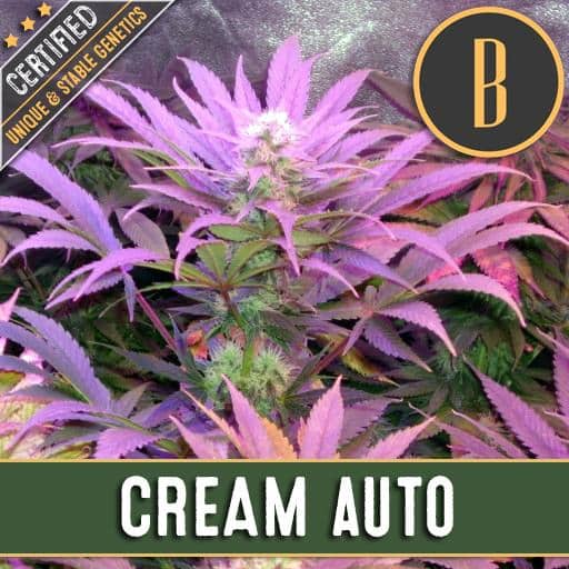 Cream Auto (x3)