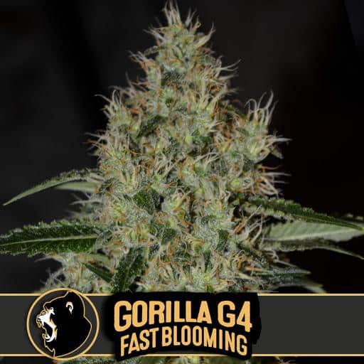 Gorilla Glue #4 Fast Bloom (x3)