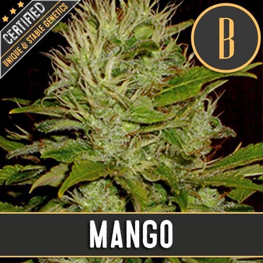 Mango (x3)