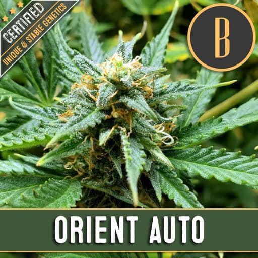 Orient Auto (x3)