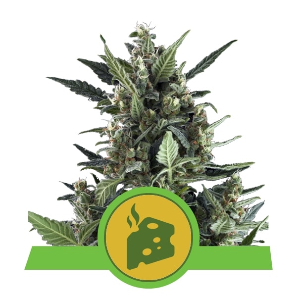 Blue Cheese auto (x1) Royal Queen Seeds