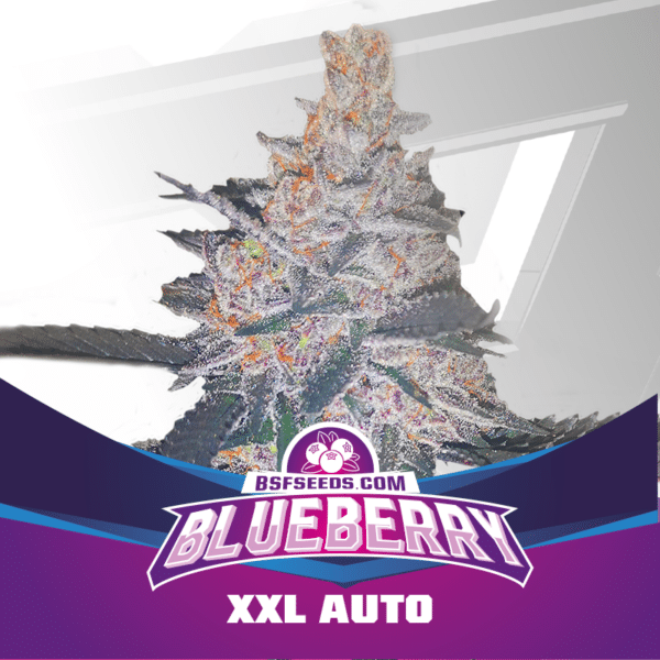 Blueberry XXL Auto (x2)