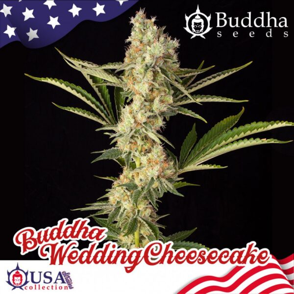 Buddha Wedding CheeseCake (x3)
