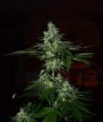 Frosted Madness - Limited edition (x3) (+SEMILLA DE REGALO) Grateful Seeds