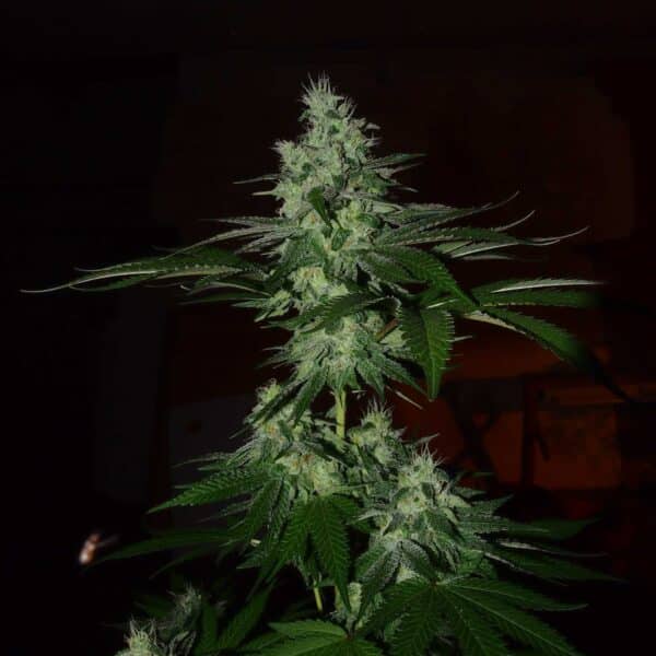 Frosted Madness - Limited edition (x3) (+SEMILLA DE REGALO) Grateful Seeds