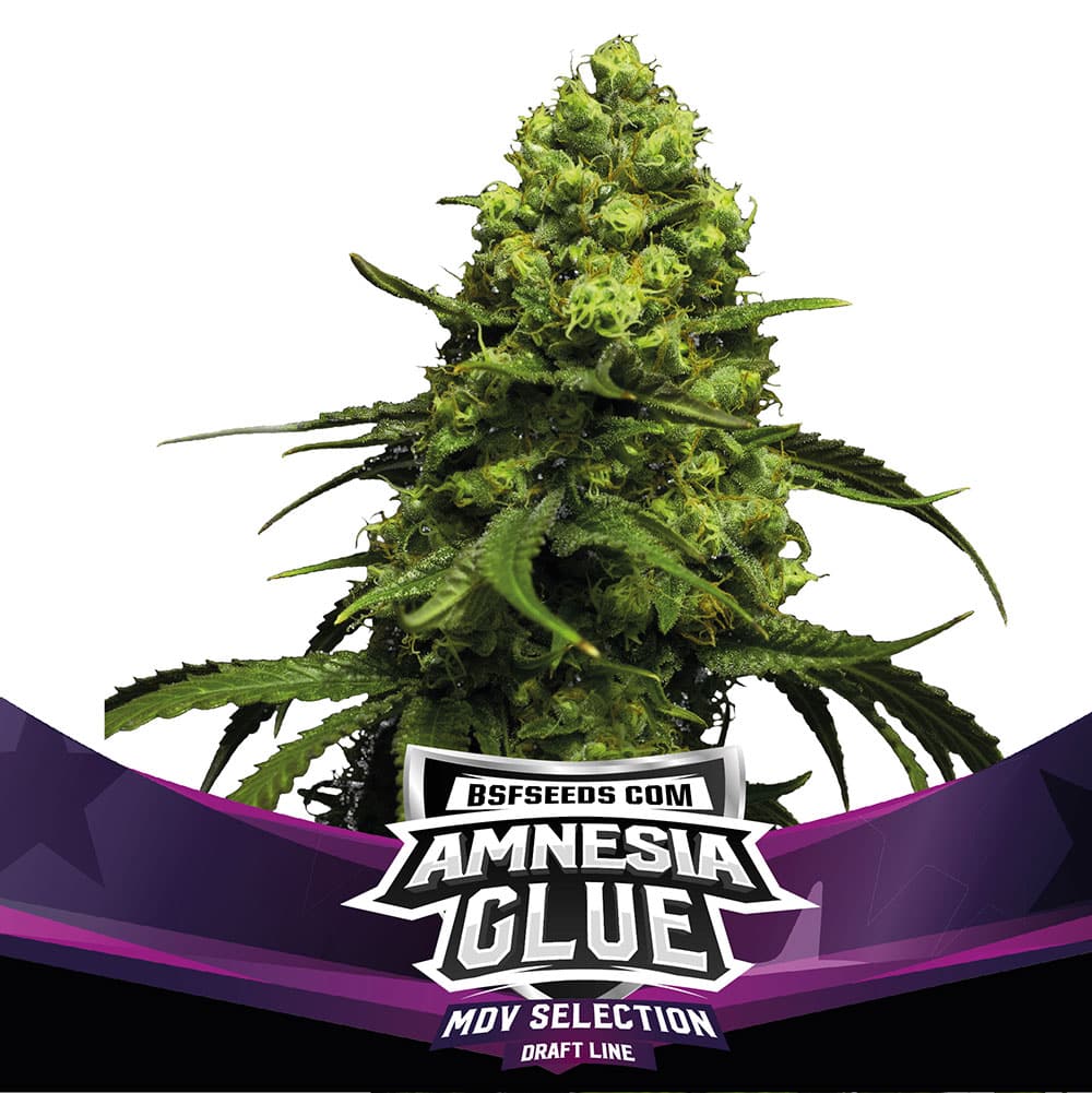 Germinar semillas de marihuana Amnesia Glue de BSF Seeds.
¿Cuál es la mejor forma de germinar semillas de marihuana?
¿Qué necesita una semilla de marihuana para germinar?
¿Cómo germinar una semilla paso a paso?